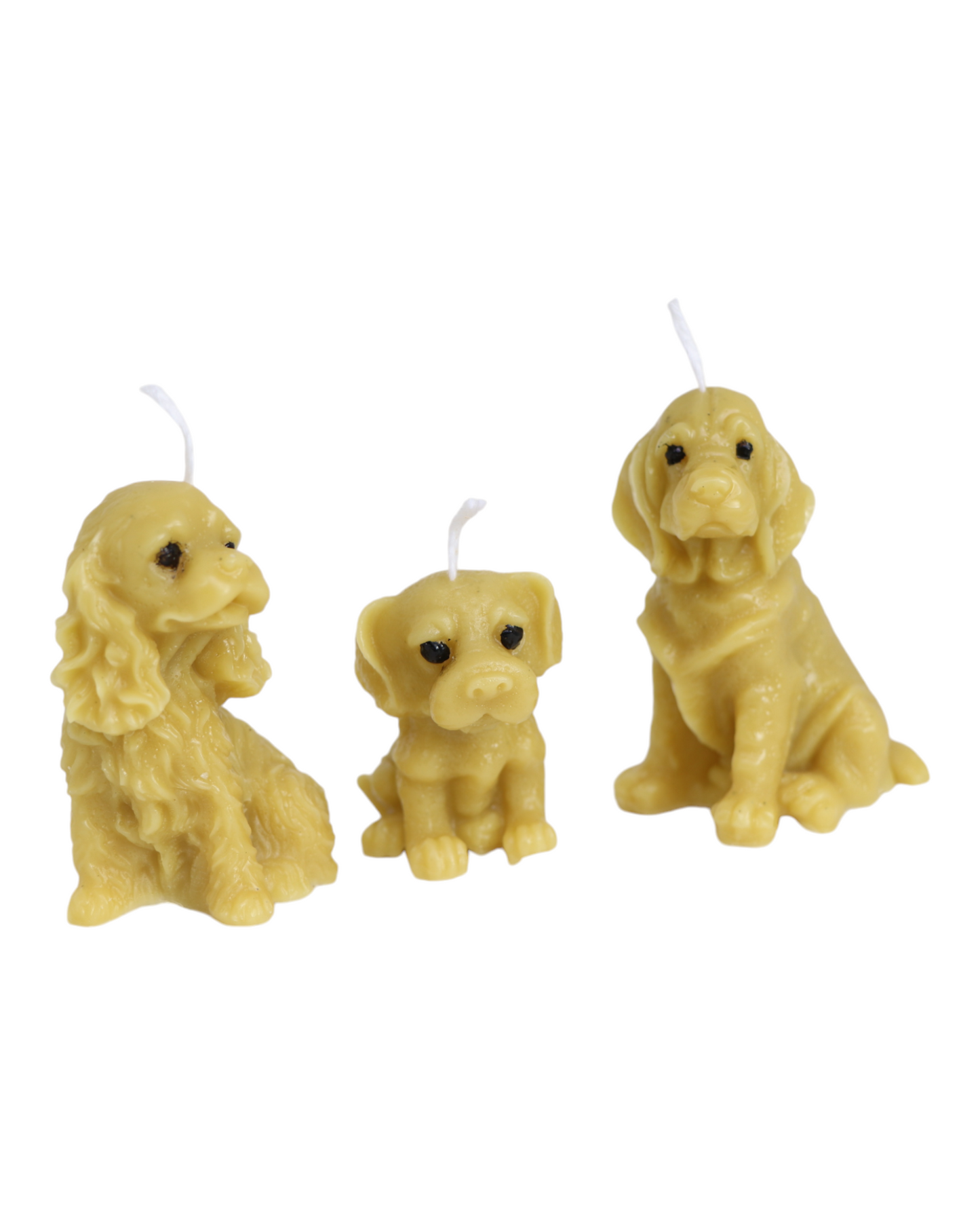 Les 3 chiots