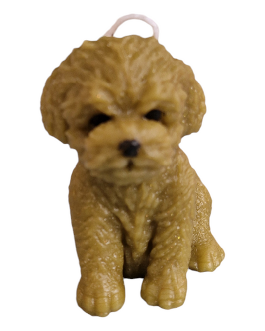 Petit chiot