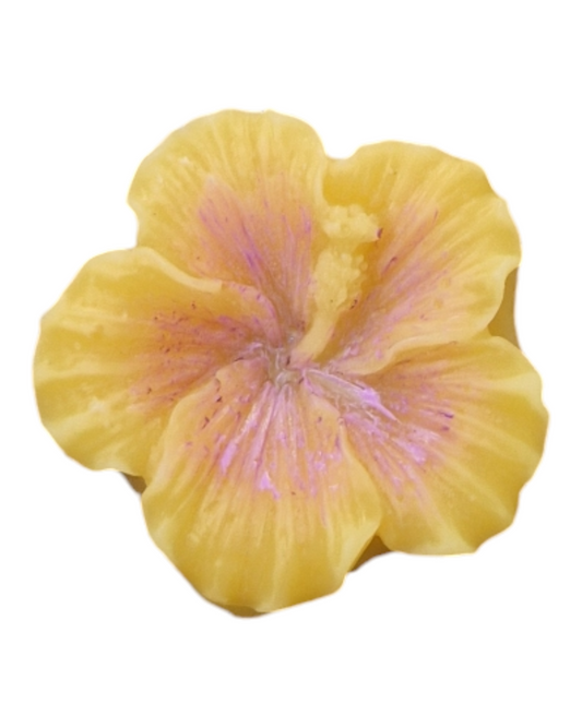 Fleur d'hibiscus