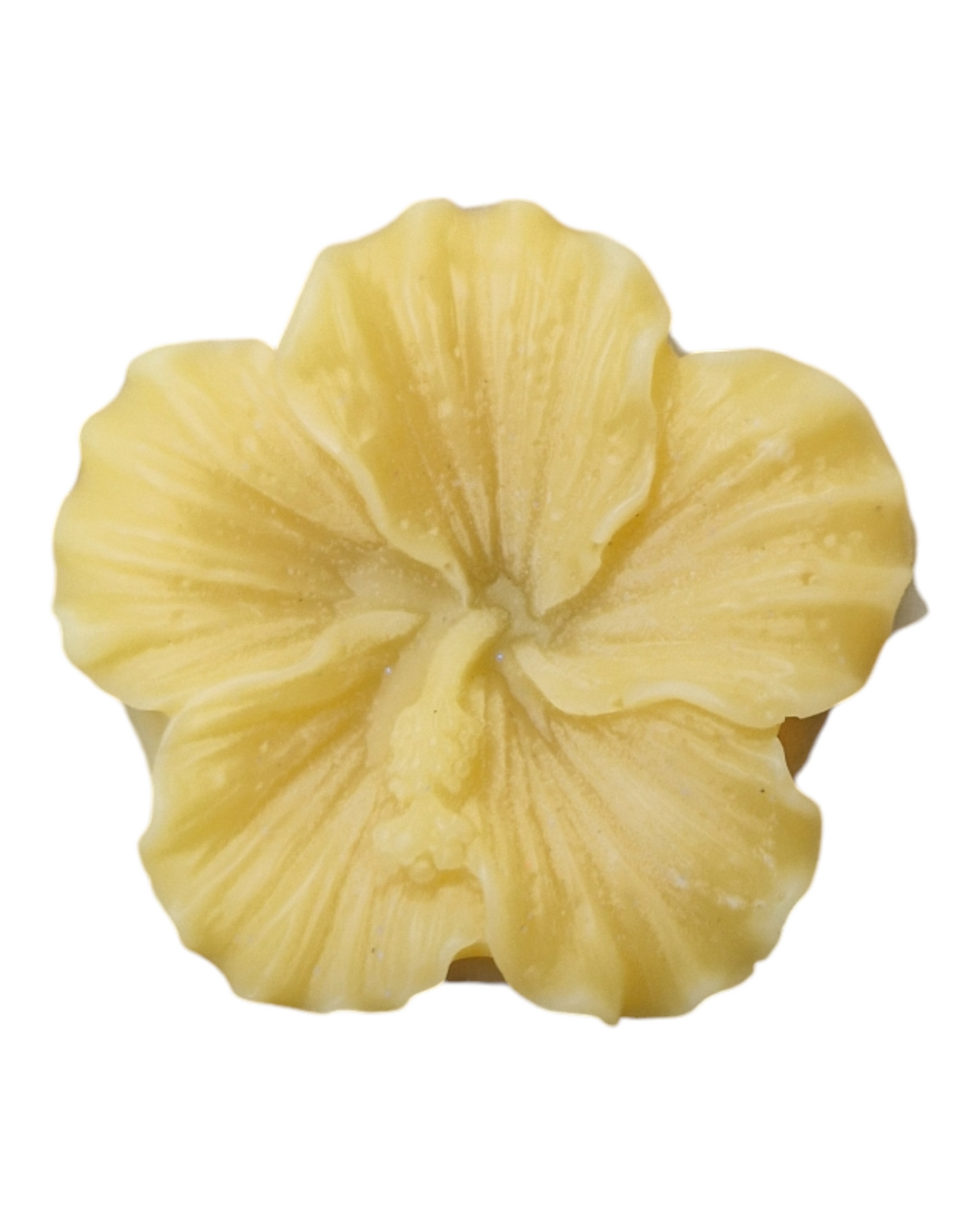 Fleur d'hibiscus