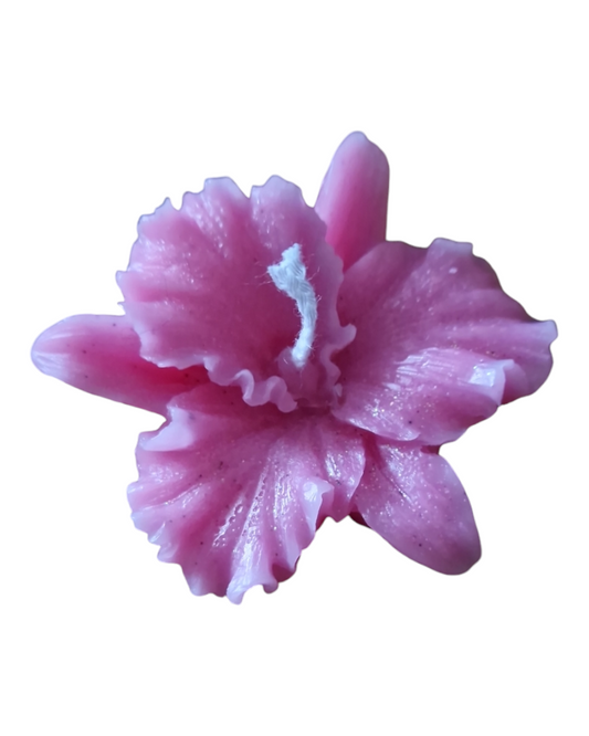 Orchidée