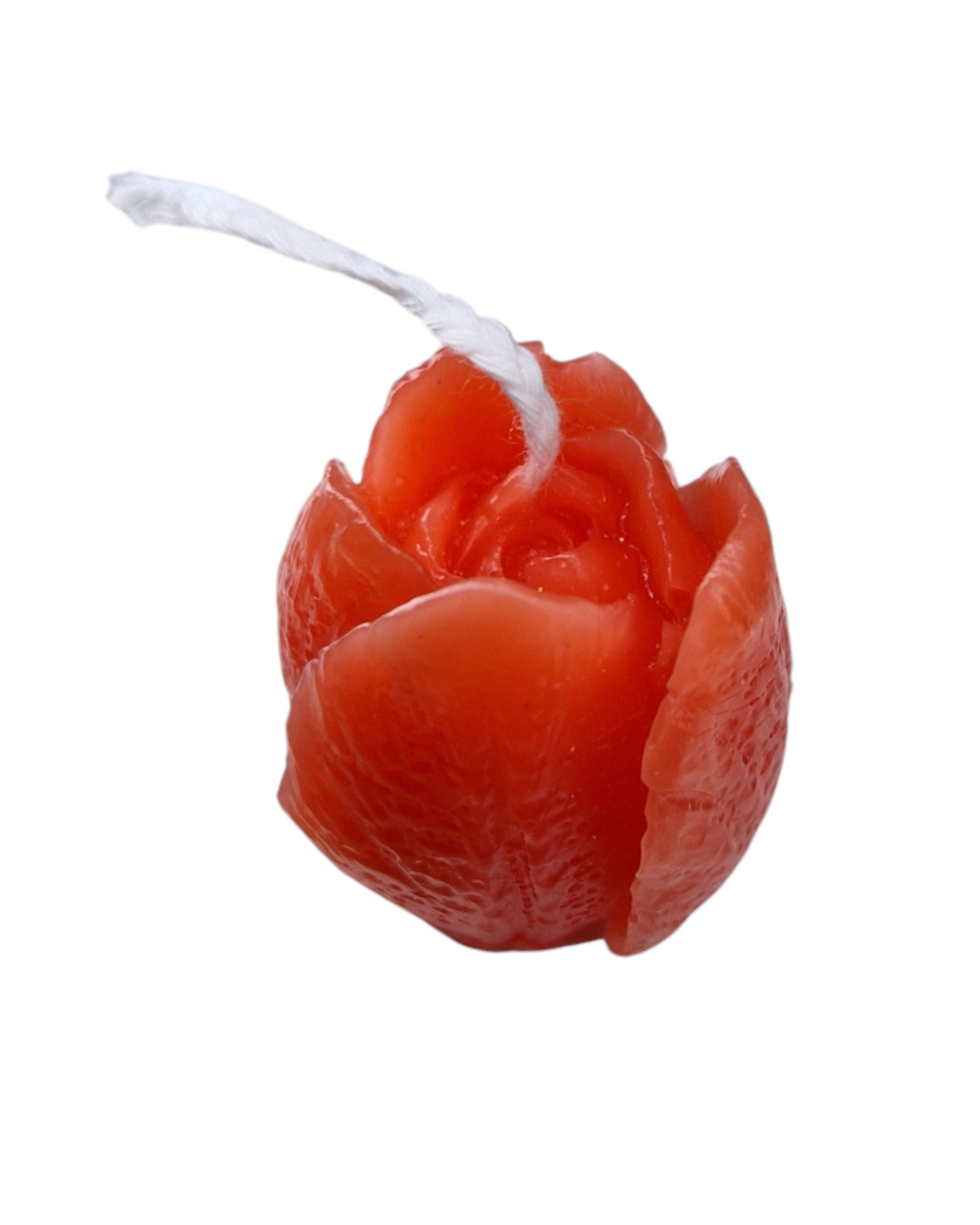 Tulipe