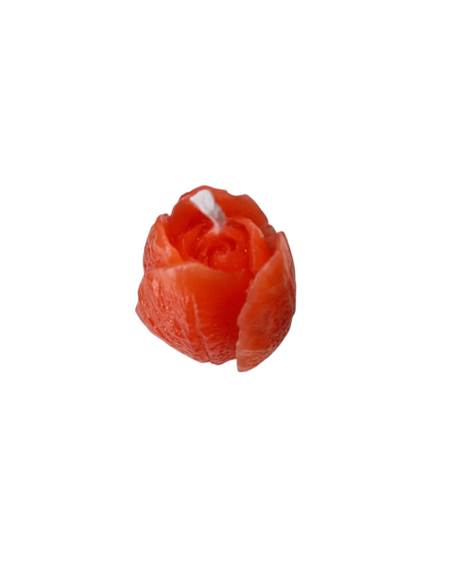 Tulipe